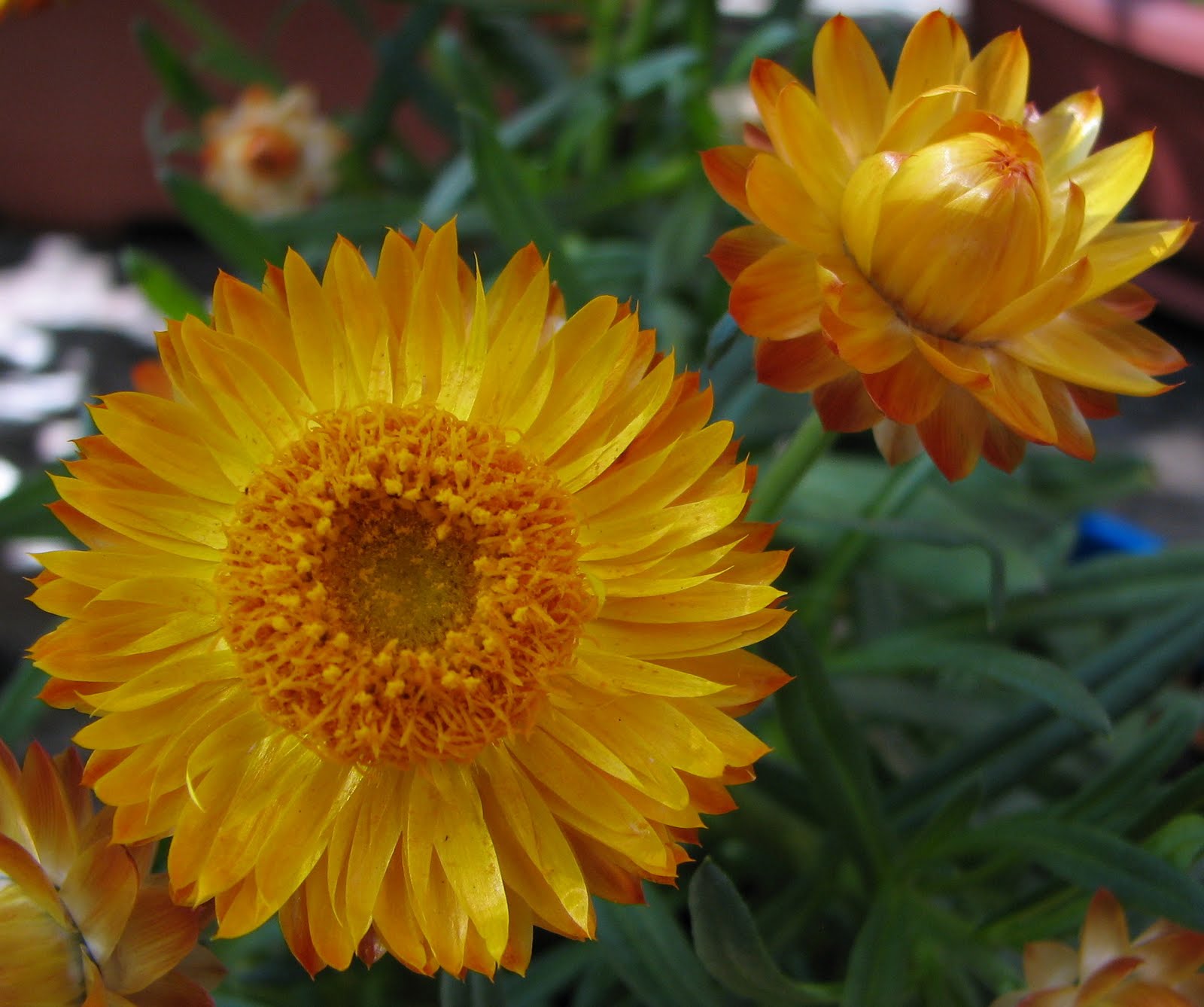 Paper Daisy Flowers