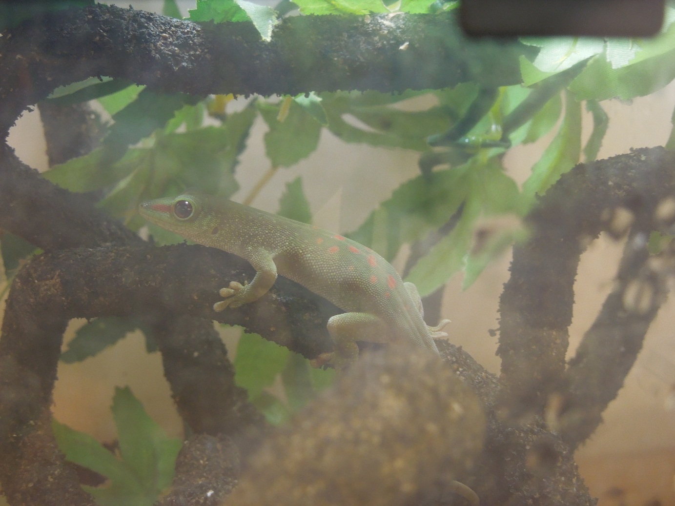 Reptiles Amphibians & Fish Small Day Gecko Phelsuma