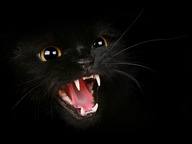 Images For: Black Cat Wallpapers