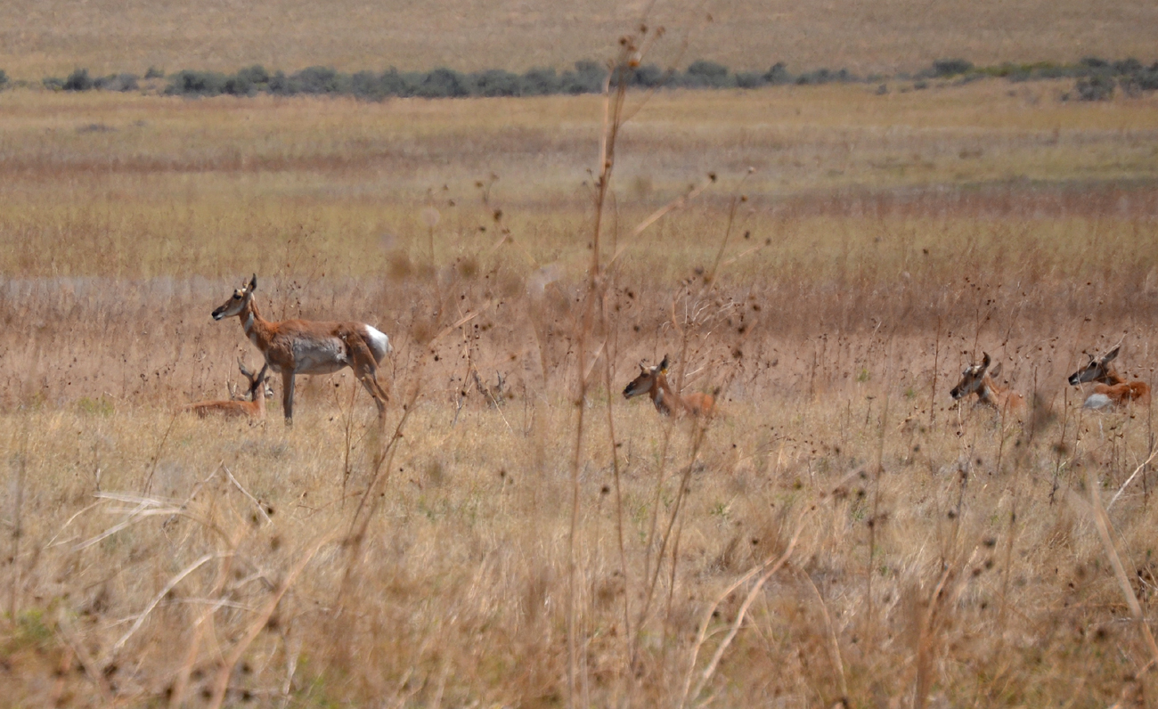 Female Pronghorn