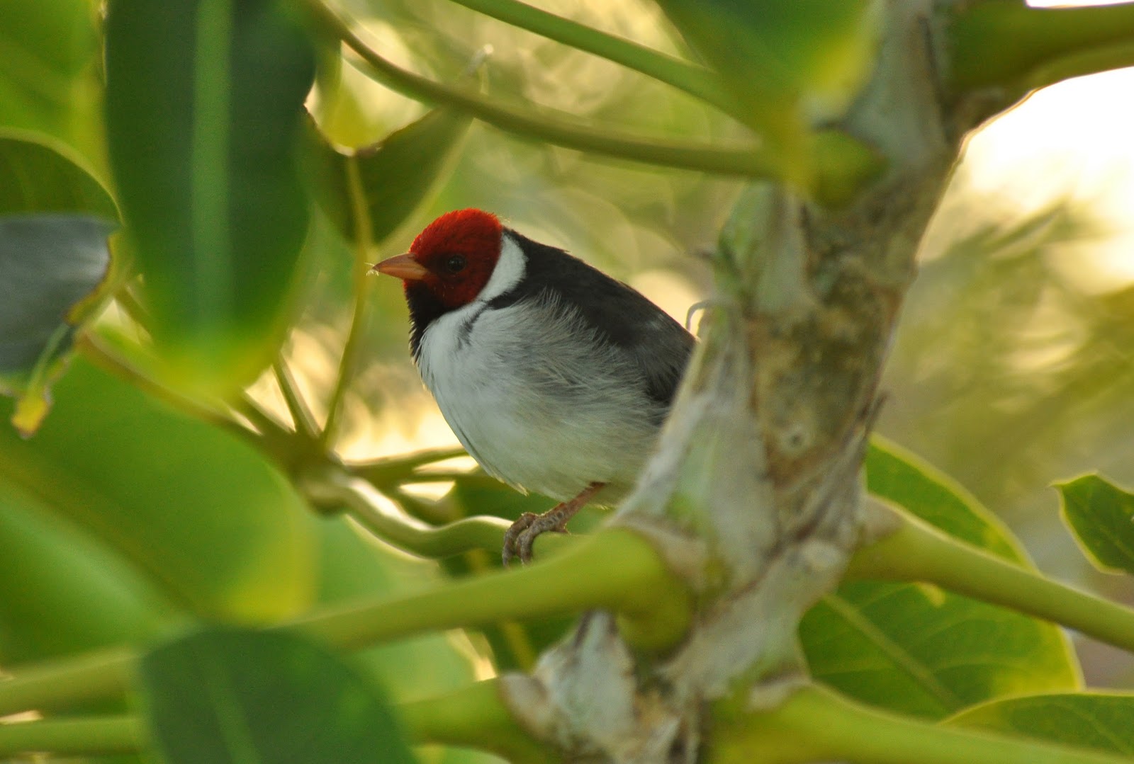 200 Birds Introduced Birds of the Big Island, Hawaii Song Birds