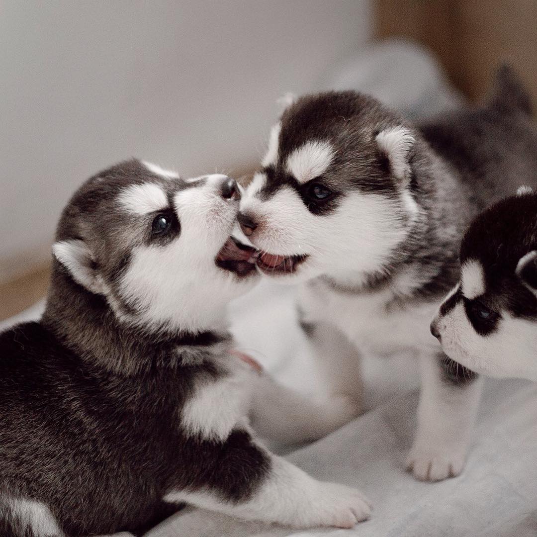 White Wolf : These Endearing Photos Of Siberian Husky Puppies Will Warm