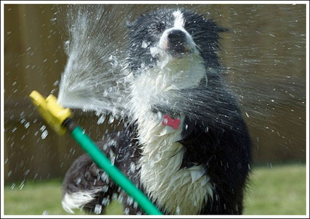 dogs playing in water sprinklers