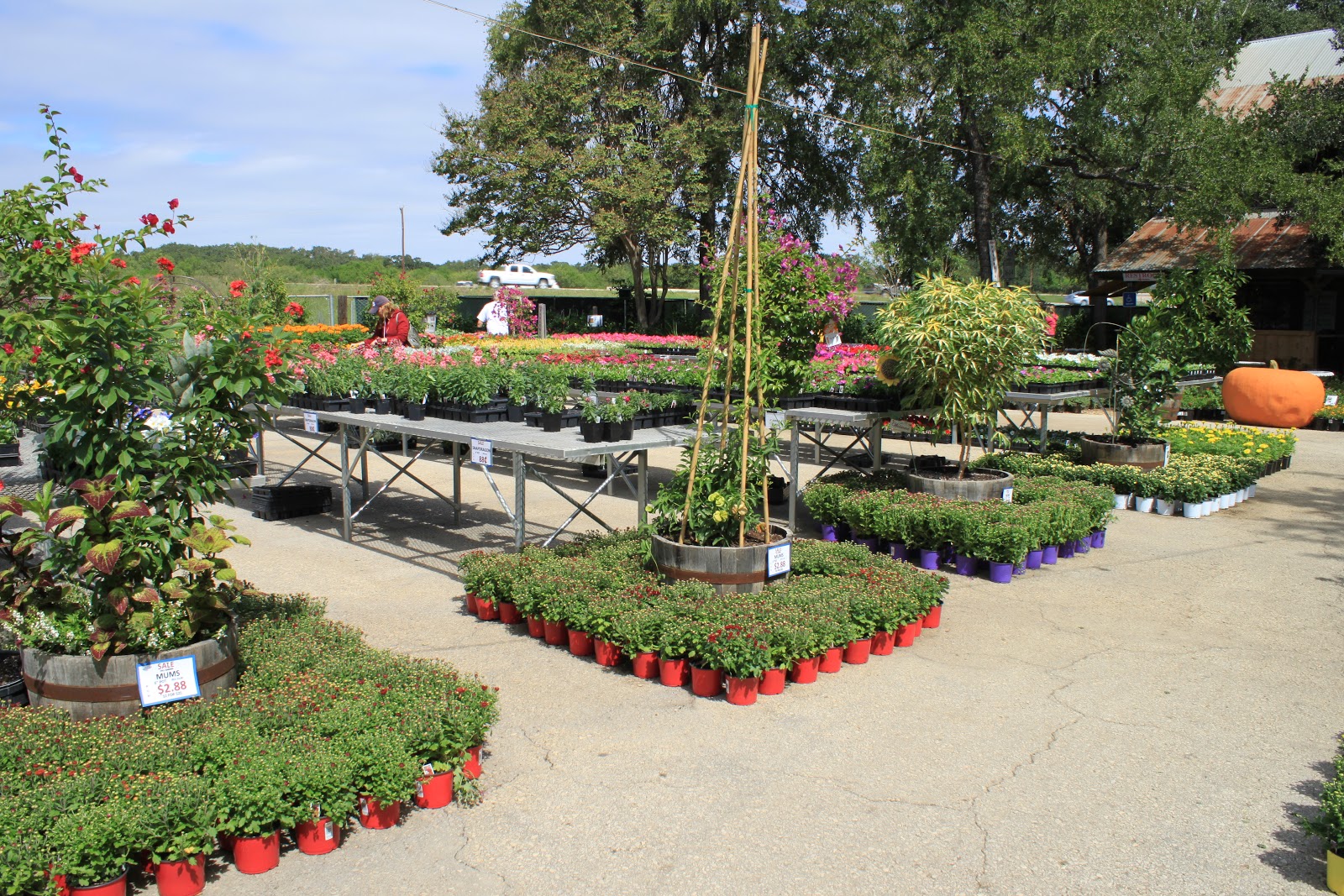 RockOakDeer Milberger's Nursery