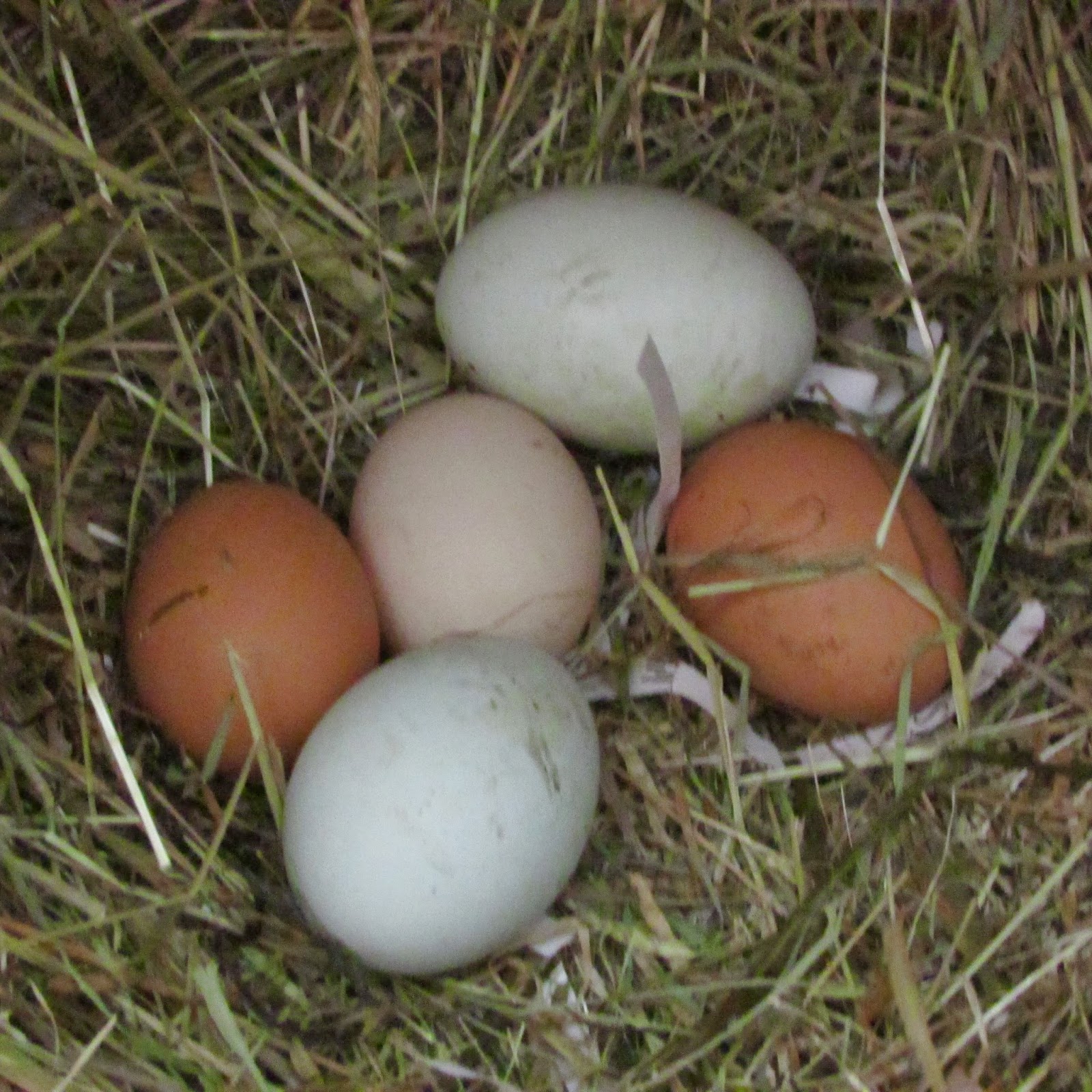 A Chicken Keeper's Blog Information Useful facts about chicken eggs