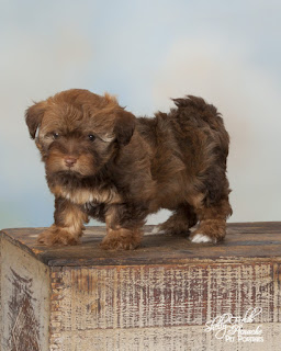 Russian Svetlana Bolanka Dog Puppies Az Russian Svetlana Bolanka Dog Puppies Az