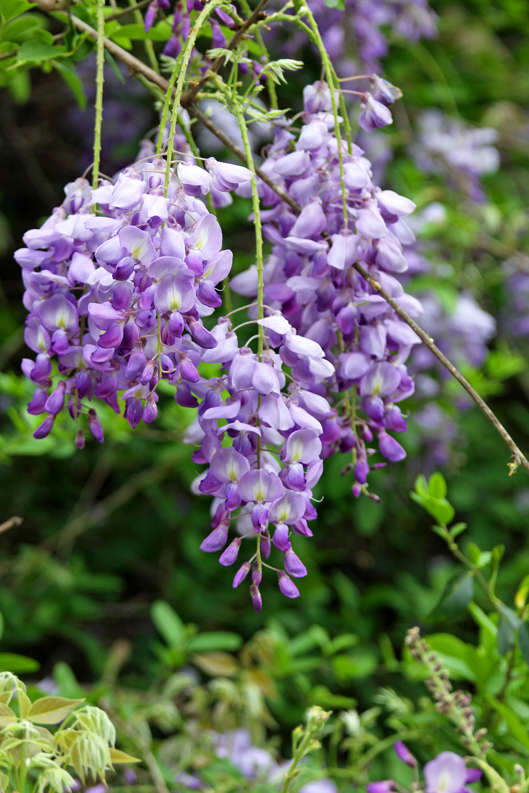 Southern Lagniappe: Wisteria Along The Natchez Trace