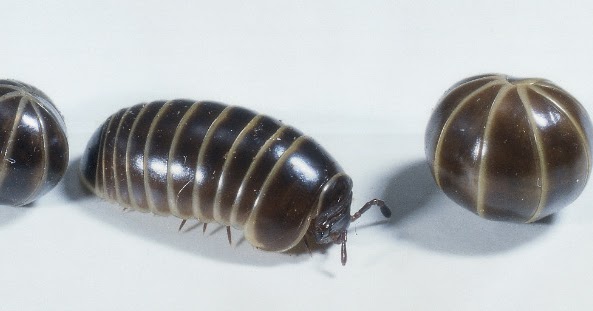 My Wishing Rock The amazing, fascinating Pill Bug!!