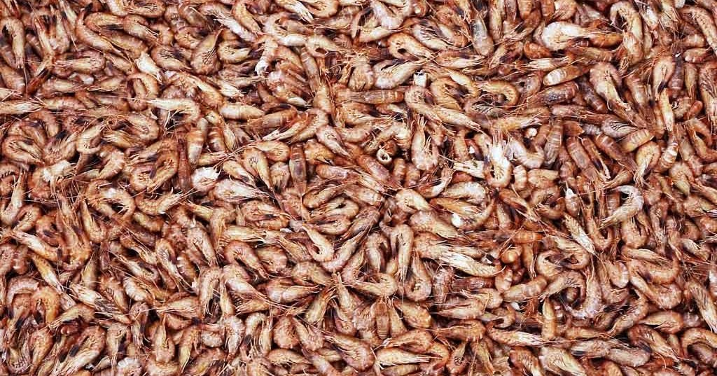 filtre pour aquarium crevette