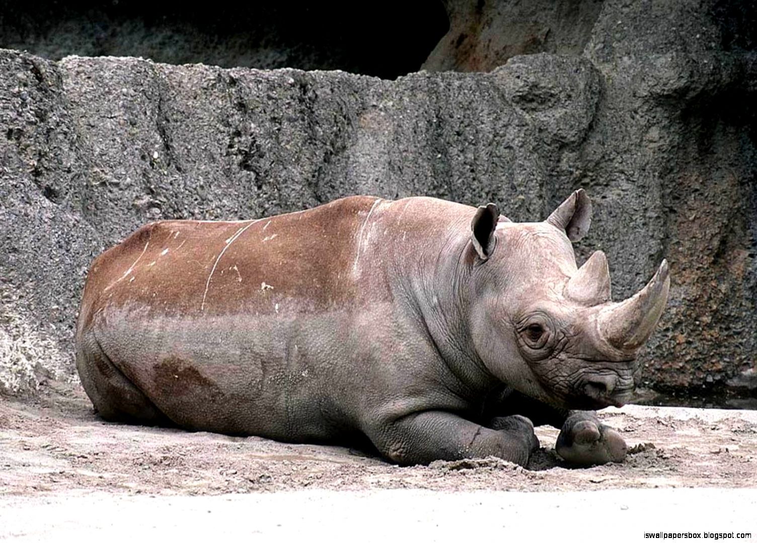 rhinoceros free download