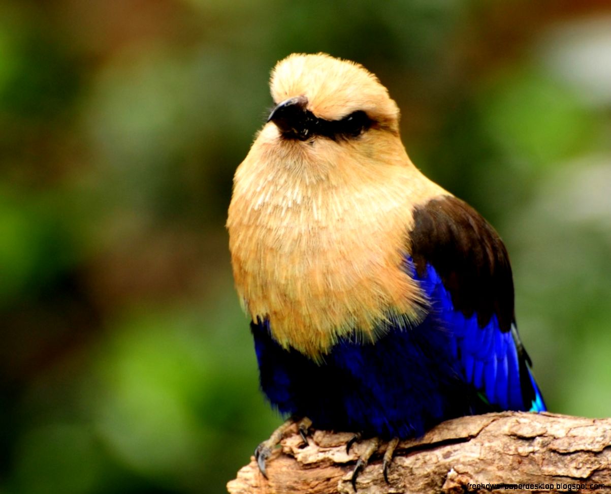 Colorful Bird Close Up Colorful Bird Close Up
