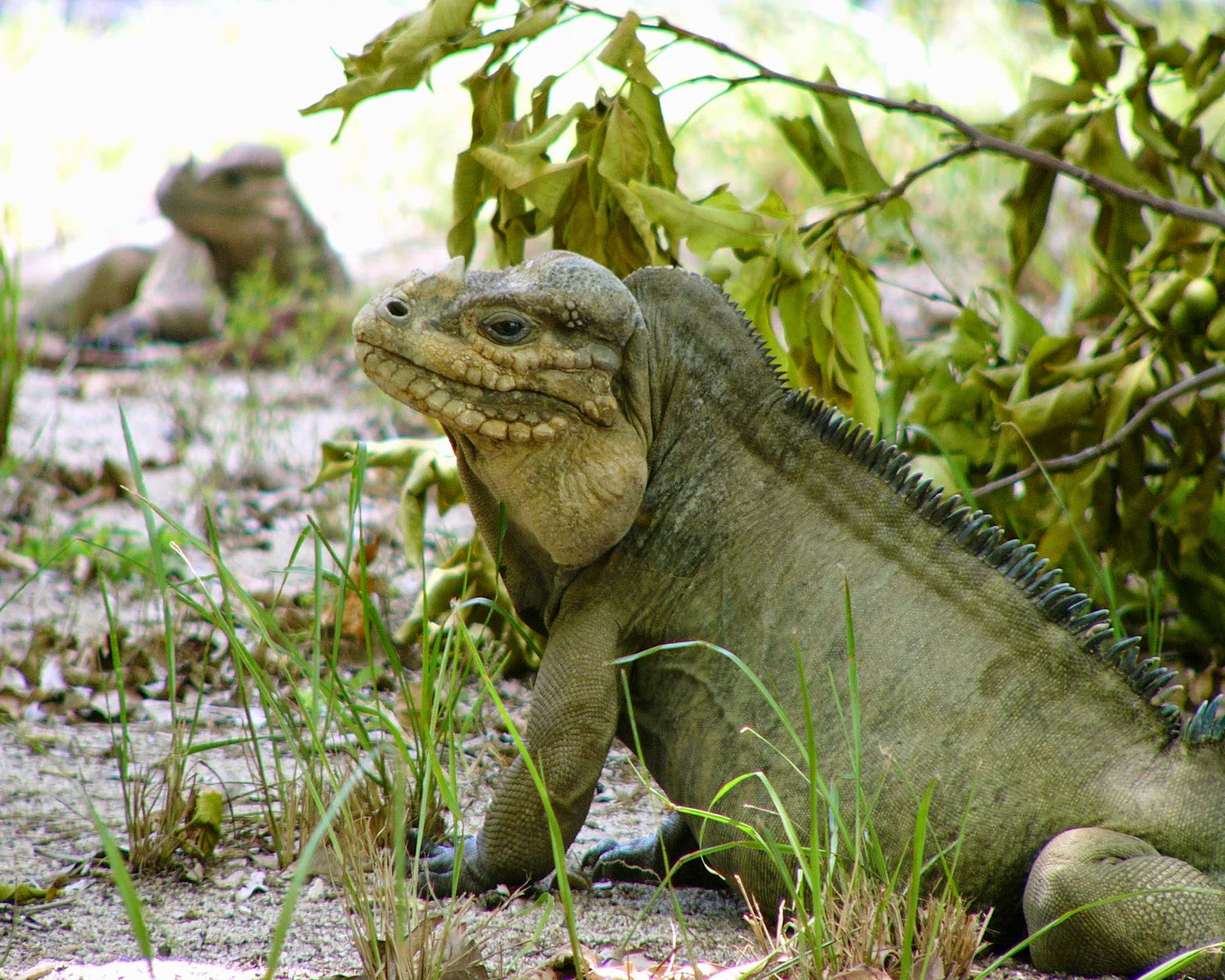 iguana aneh