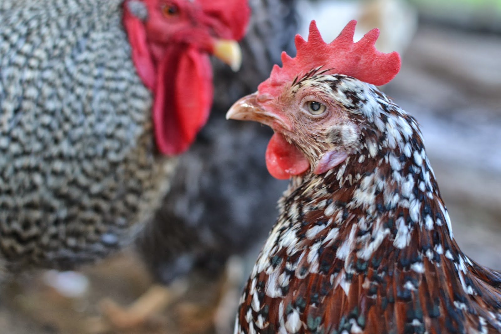 Our Neck of the Woods Feathered Friend Friday Chickens With Disabilities