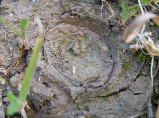 Alma biológica: La araña trampera