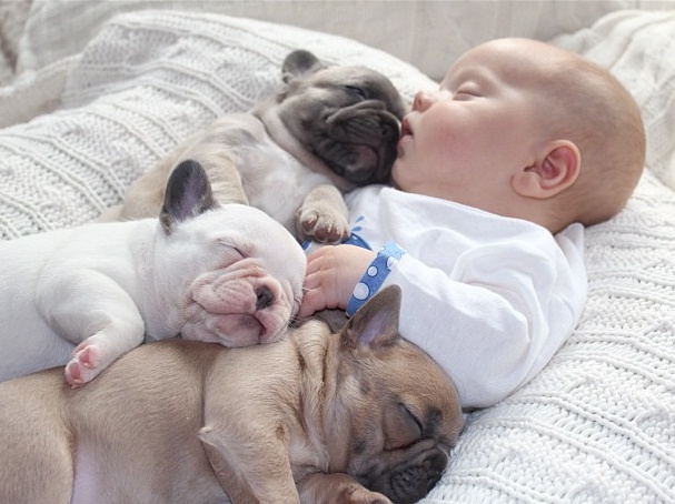 Pugs and cute baby friendship