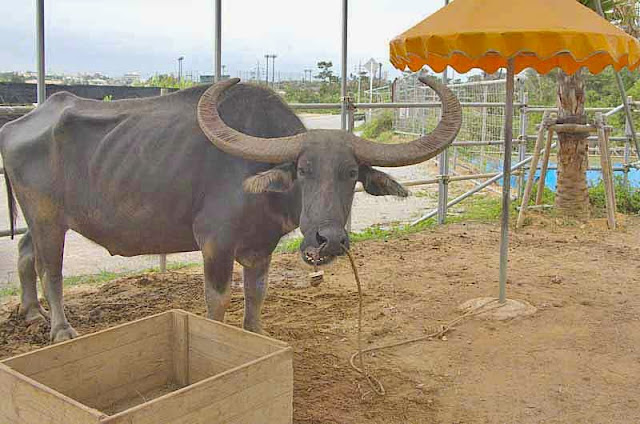 Long-horned Water Buffalo