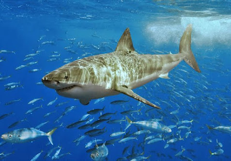 Shark Infestation Florida