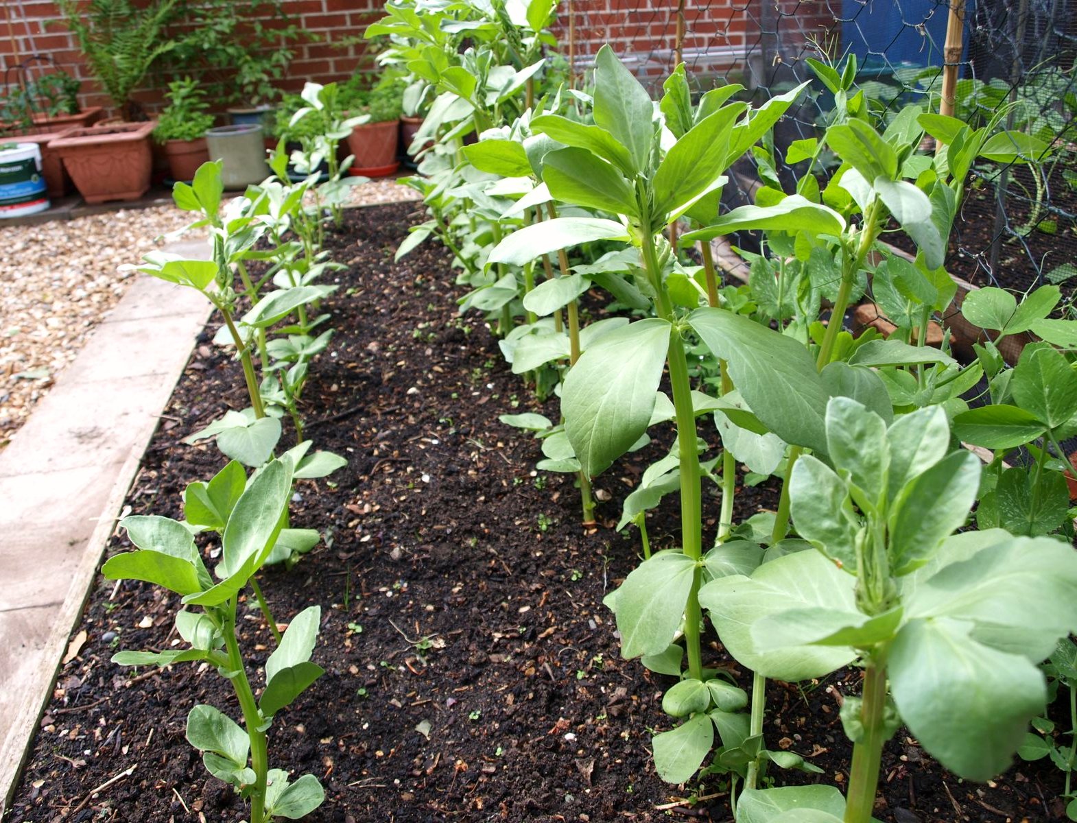 Mark's Veg Plot Broad Bean progress report