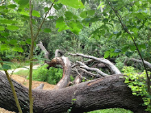 Felled Oak Tree, a landmark