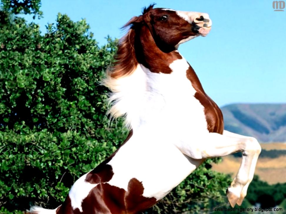 Horse Jumping Wallpaper Desktop | Wallpapers Gallery