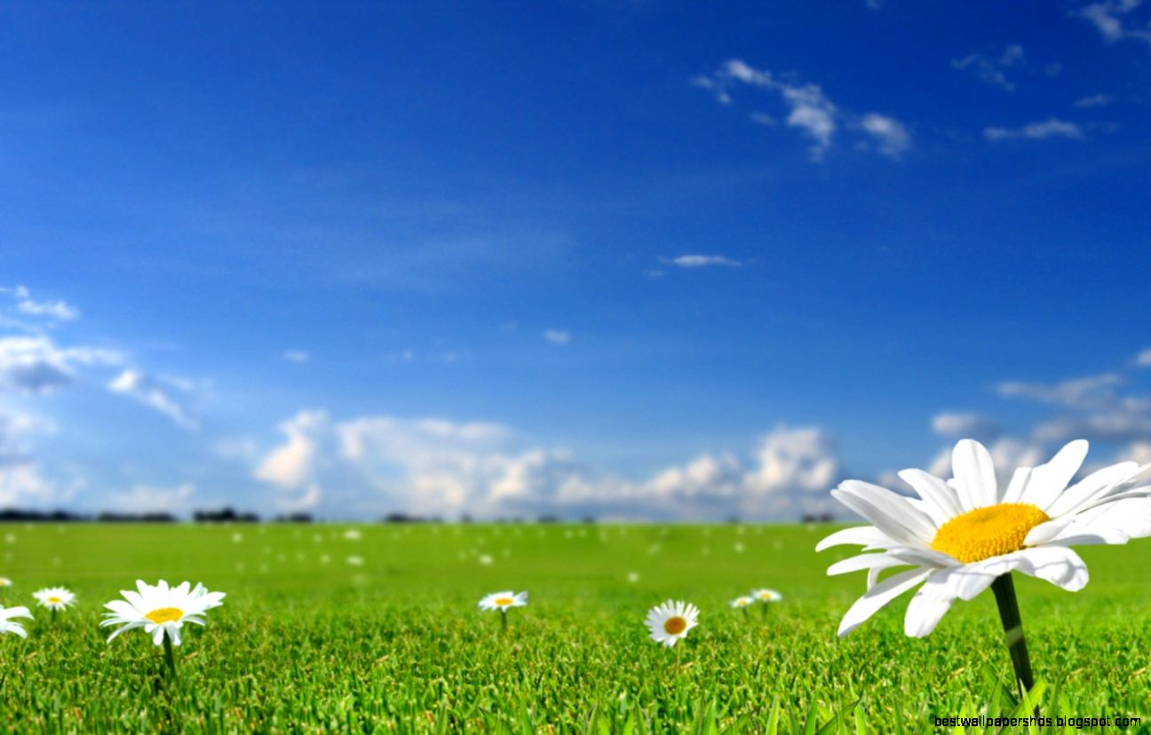 Flower Camomile Summer Field Grass Blue Sky Nature 1440x900 Flower Camomile Summer Field Grass Blue Sky Nature 1440x900