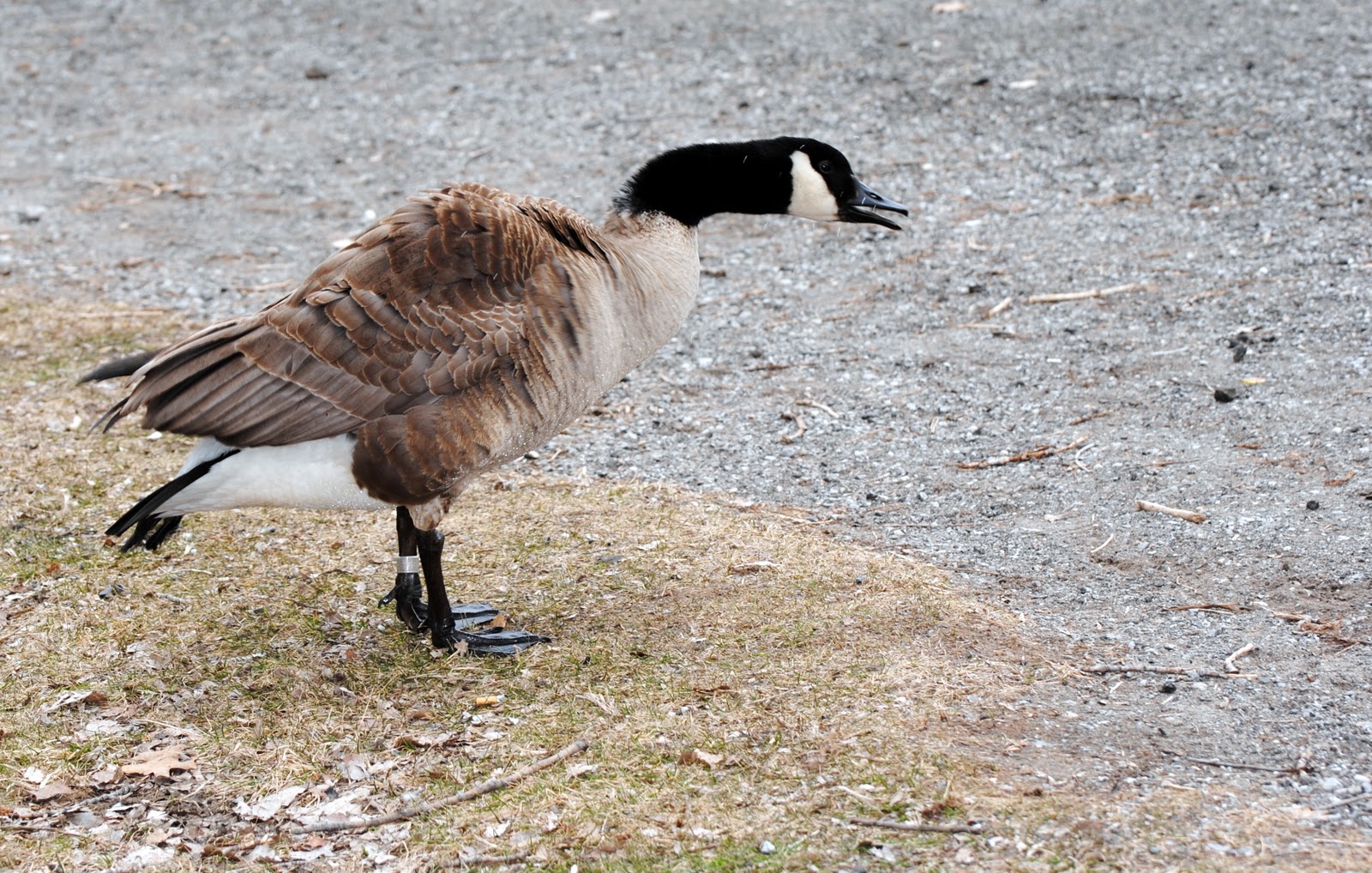 The Nature of Essex County Canada Goose, Windsor, Ontario