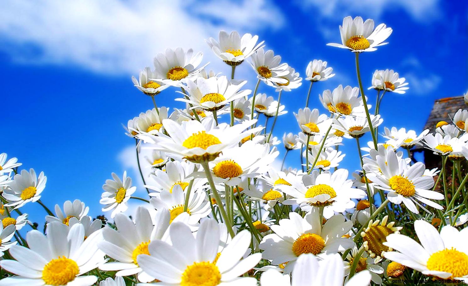 wallpapers Spring Flowers Wallpapers wallpapers Spring Flowers Wallpapers