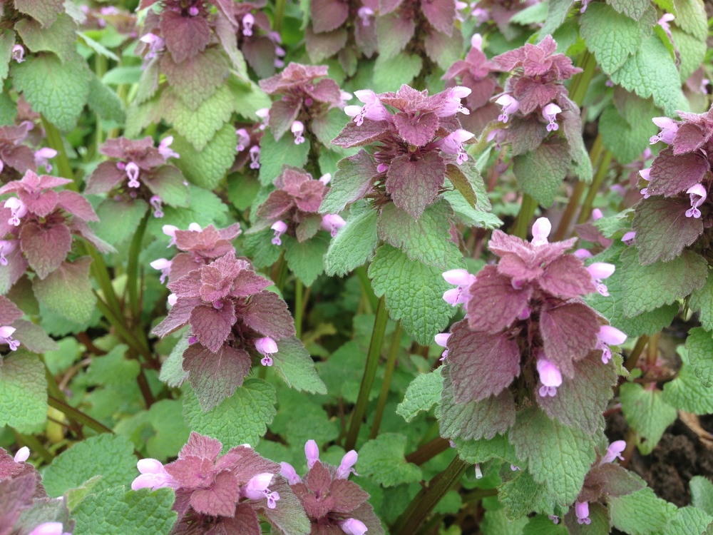 My Weed is Your Specimen Plant