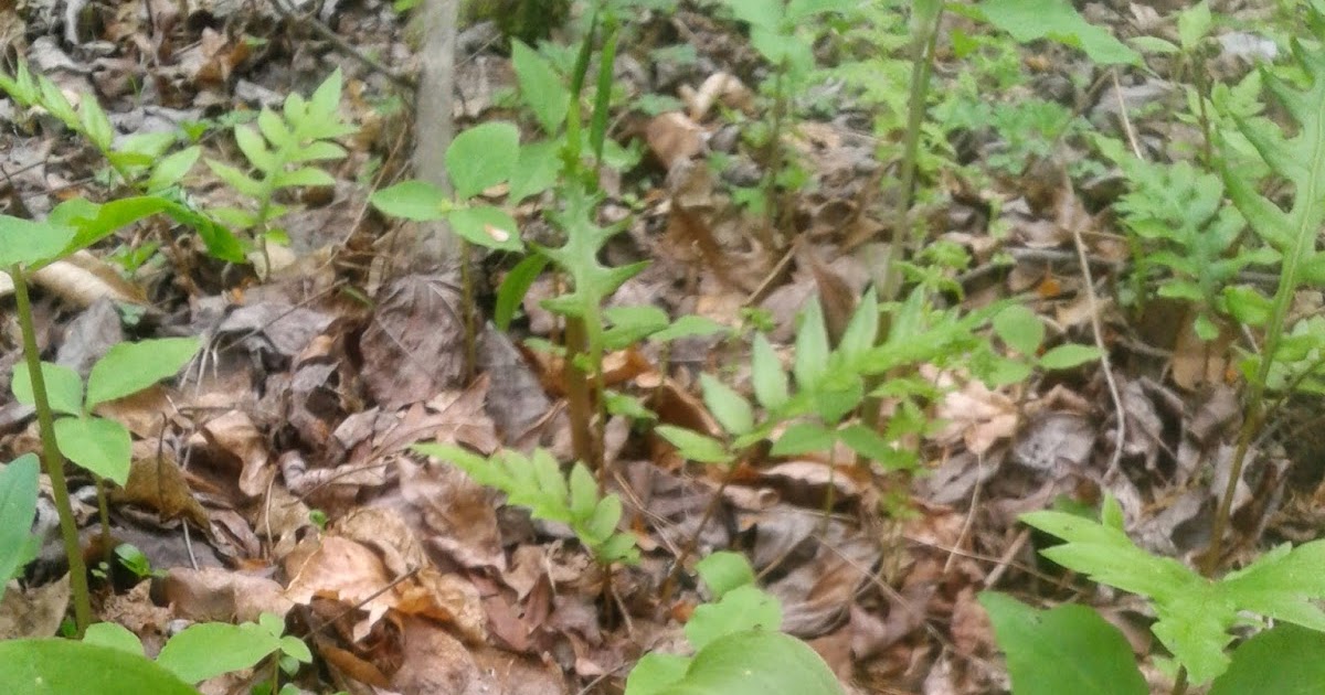 Dewberry Lands Wild Flowers