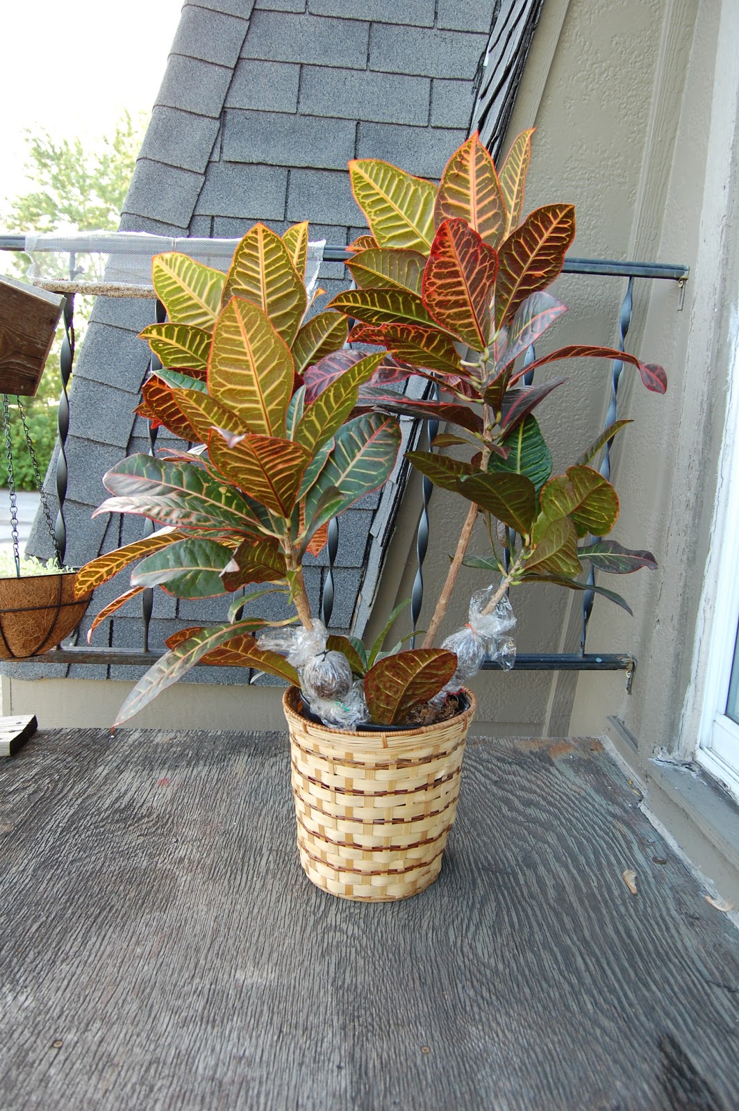 crafts of mass destruction A Croton Conundrum How to Air