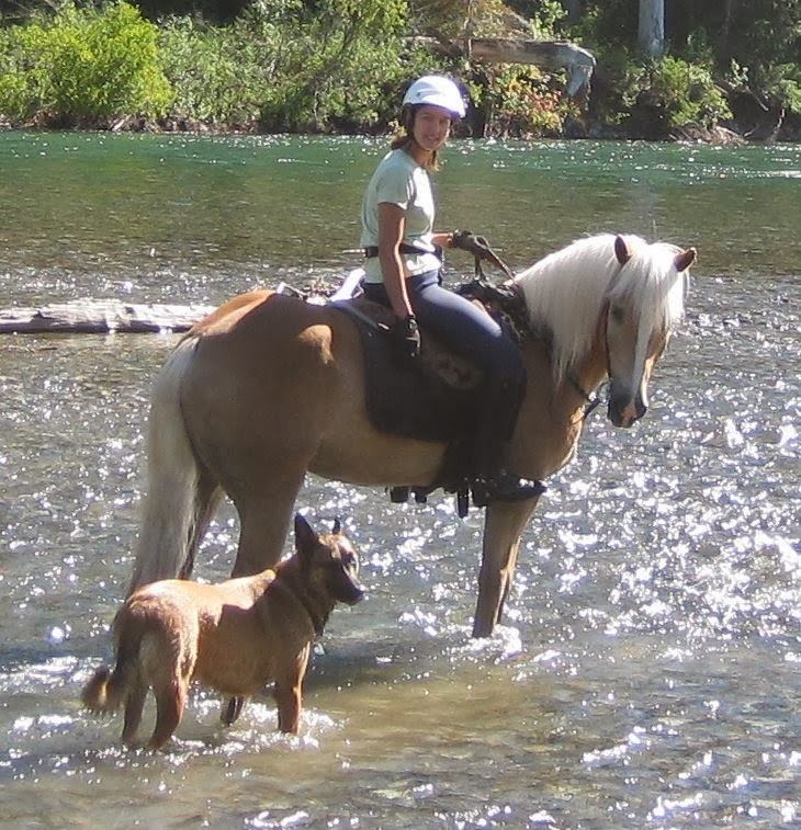 Adventures with Shyloh hump day haflinger series 13