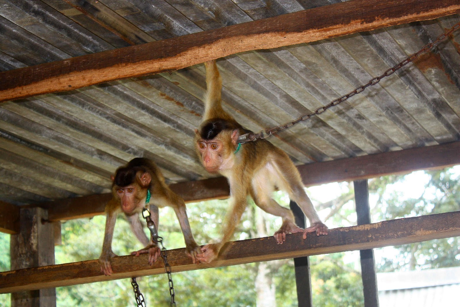 IrdinaZareef IrdinaZareef Travel Semenyih Rabbit Farm