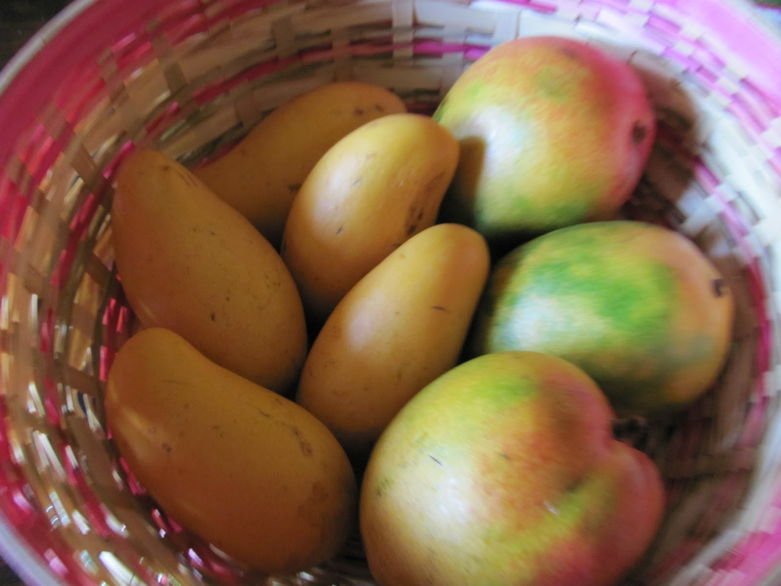 Hot Curries & Cold Beer Traveling with Mangoes Across Time & Cultures