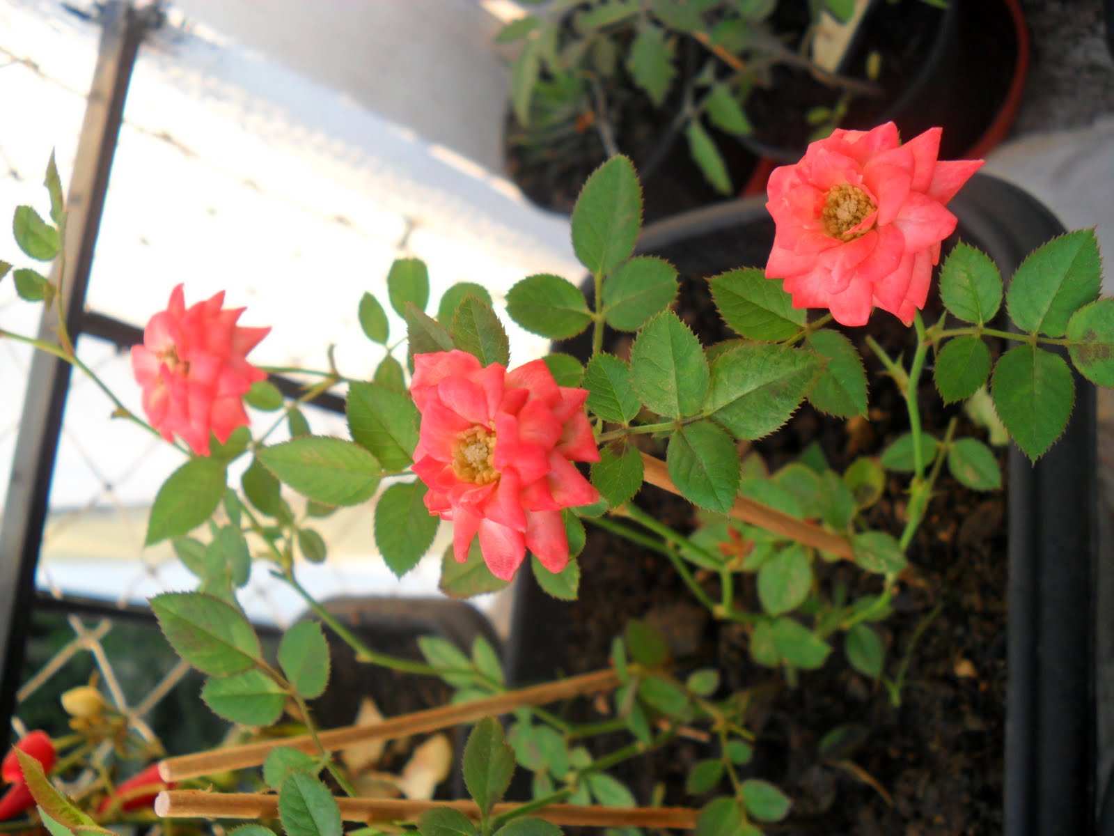 mini jardim apartamento:Meu pequeno jardim de apartamento.: Mini Rosas mini jardim apartamento:Meu pequeno jardim de apartamento.: Mini Rosas