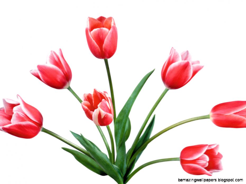 Tulip Clip Art Tulip Clip Art