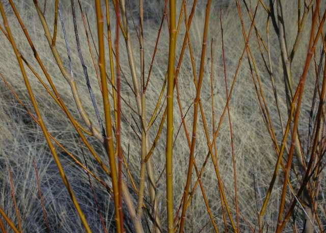 Future Plants By Randy Stewart Spirea