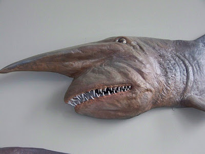 FENOMENA HEWAN-HEWAN UNIK Goblin+shark1