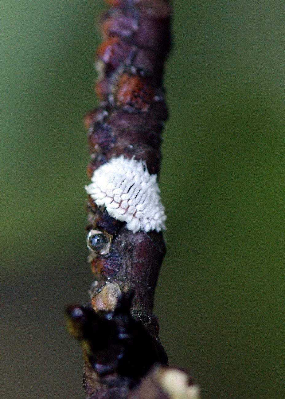 Field Biology in Southeastern Ohio More on Tuliptree Scale