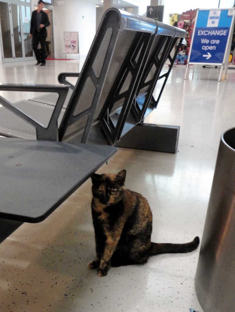 JIM'S LITTLE BLOG Feline Friday Airport Cat