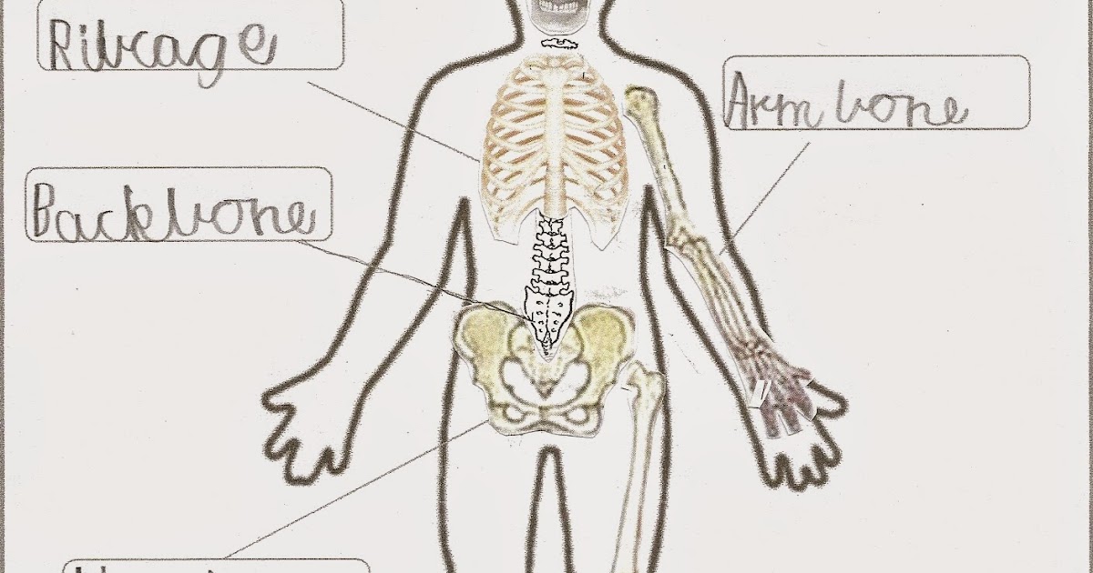 Happy Learners: Human Body Organ Systems