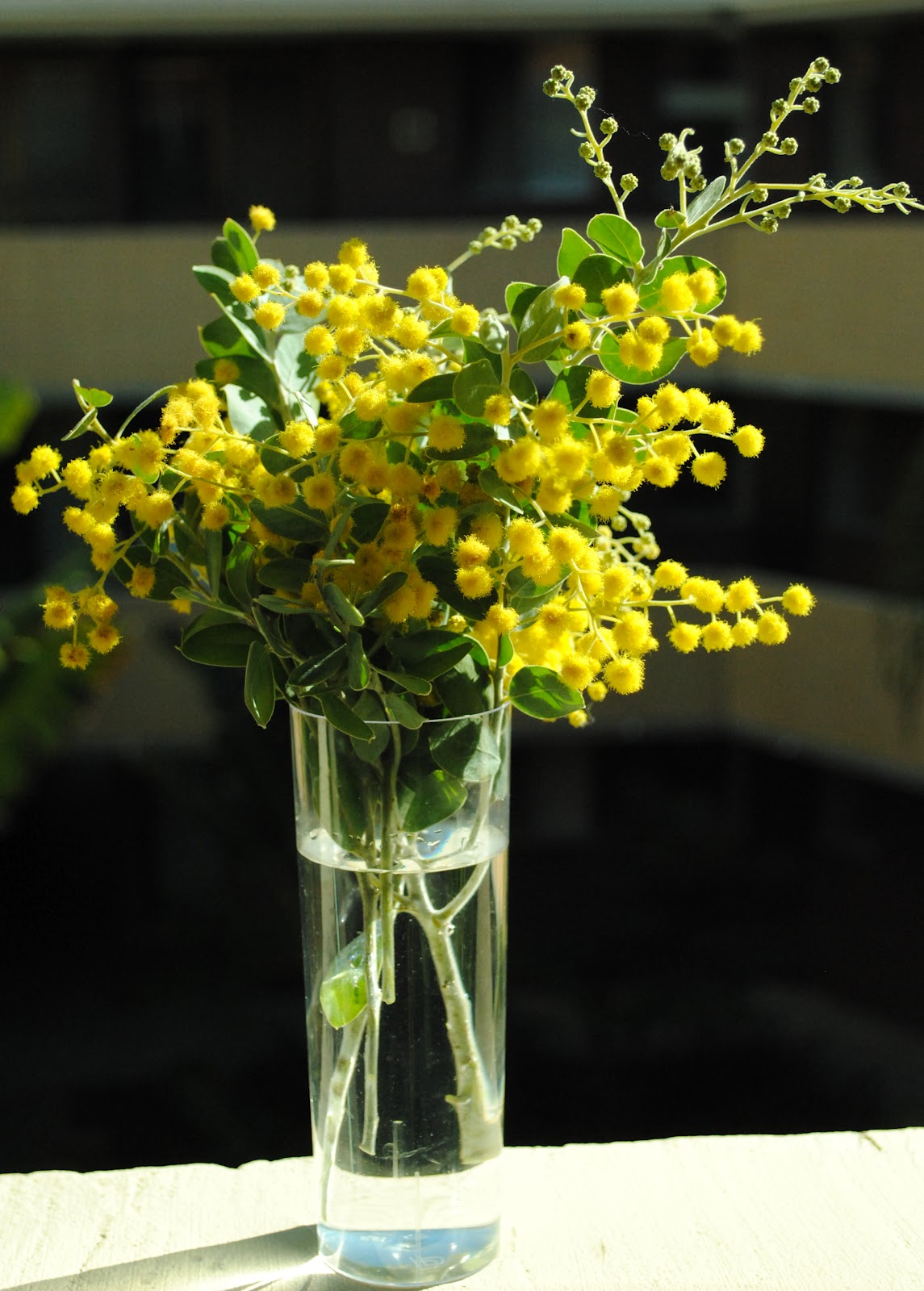 The Golden Wattle