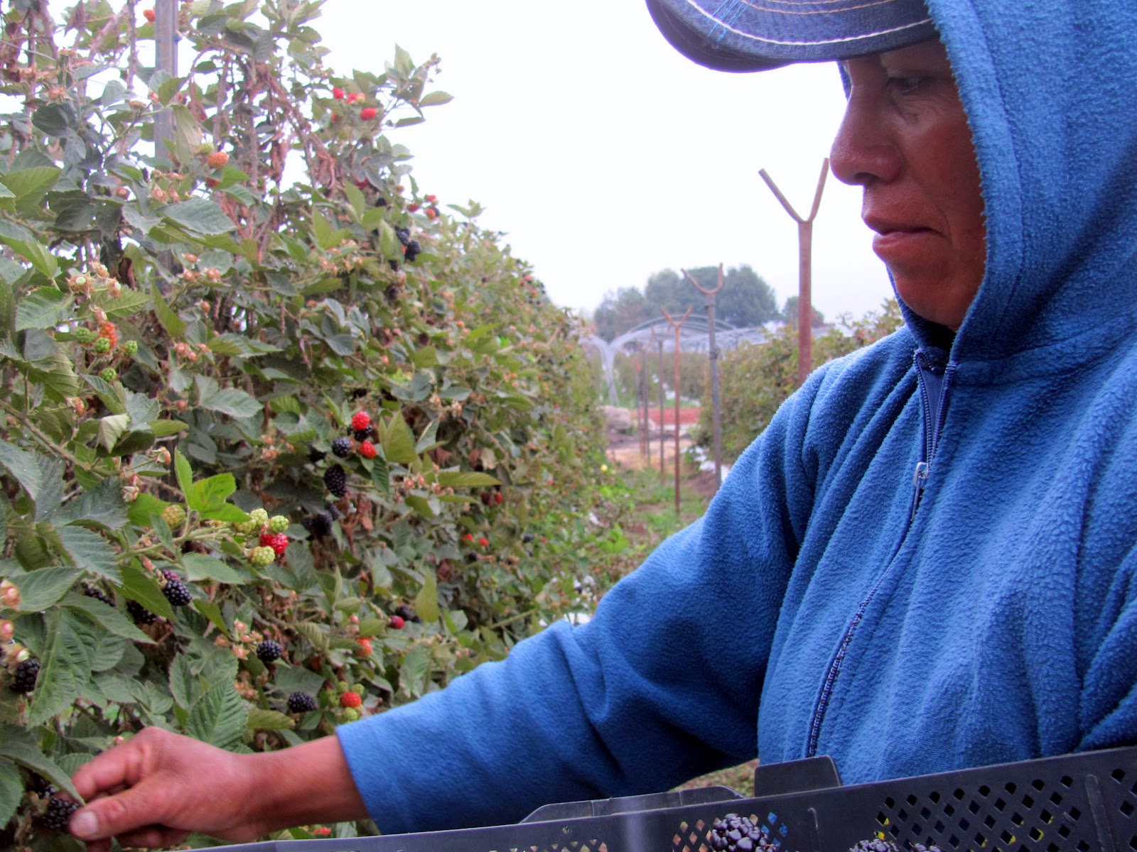 Amanzalva El cultivo de zarzamora en Los Reyes genera unos 40 mil