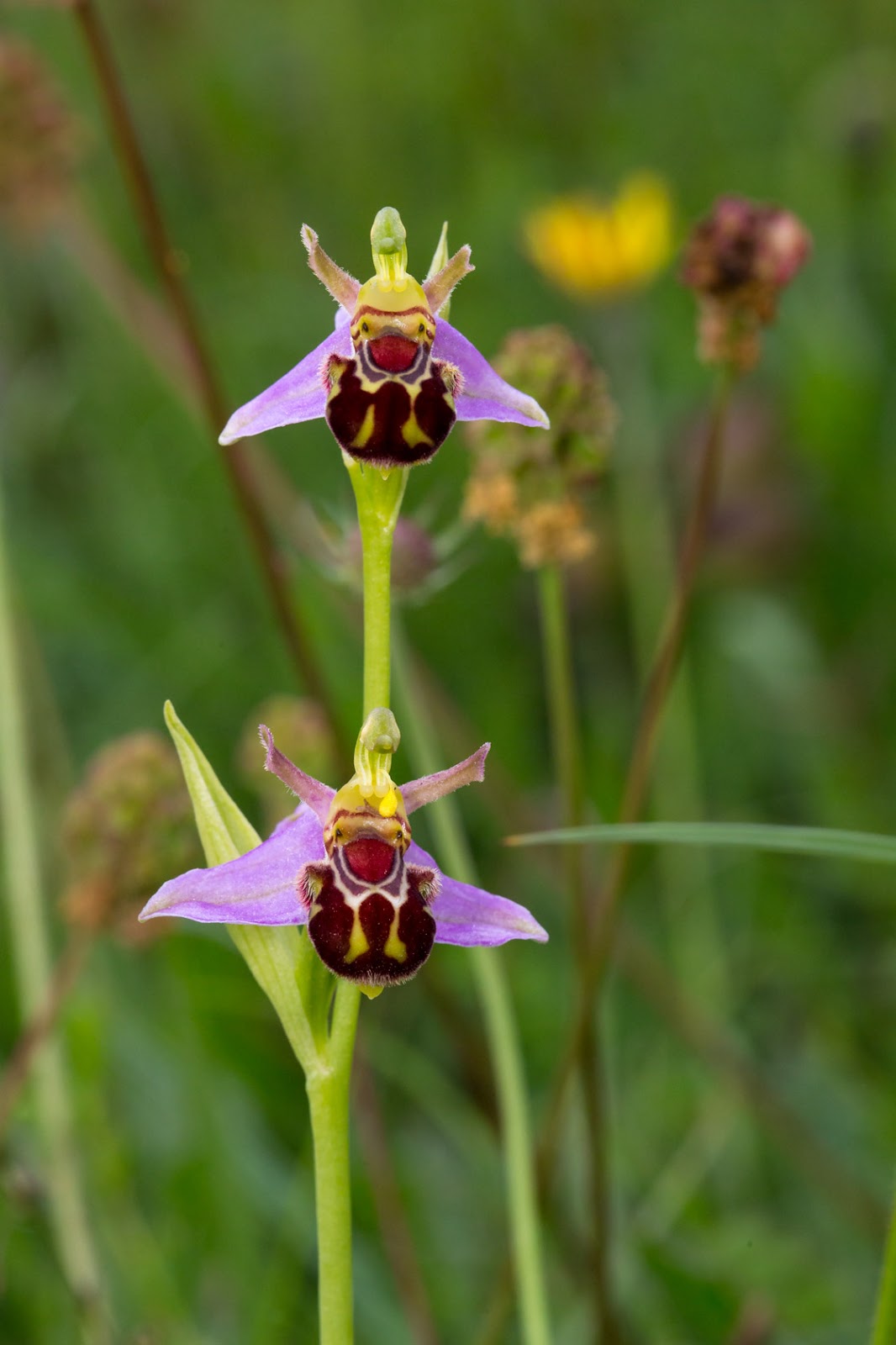 Darley Dale Wildlife Bee Orchids Bonsall Moor