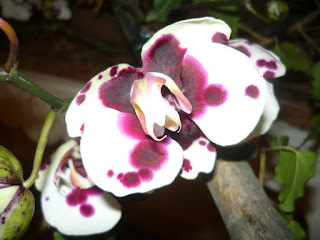 Orchidea