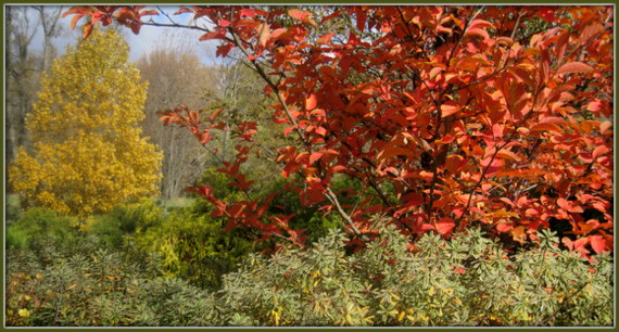 Fragrant Abelia Rotary Botanical Gardens