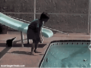 Animals vs kids (40 gifs), animals being jerks gif, cat kicks boy into the pool