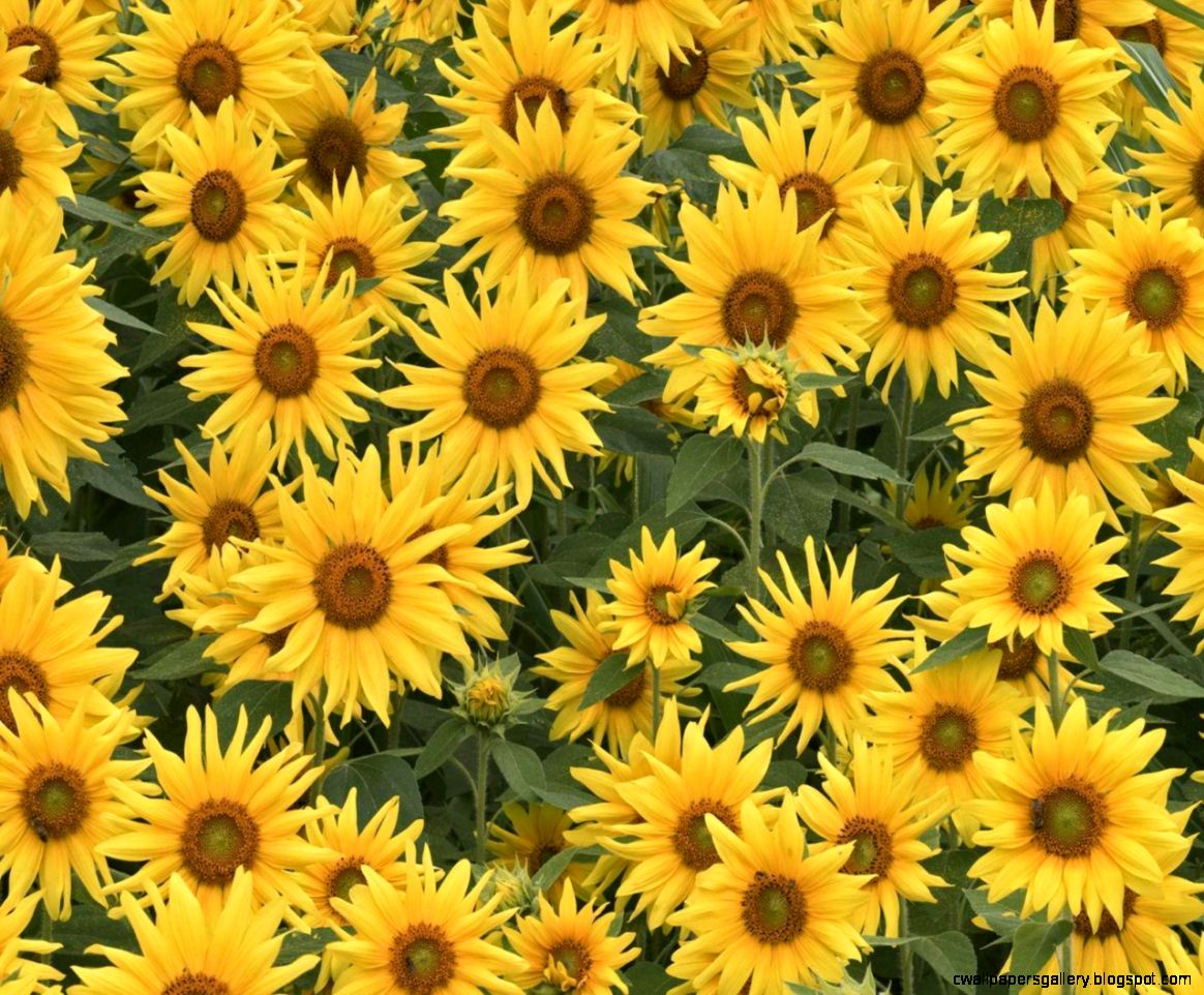 Sunflowers Tumblr Background Sunflowers Tumblr Background
