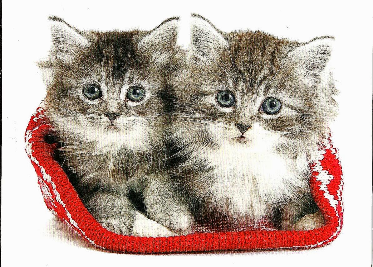 Two Kittens In A Hat Cute Twin Paws Animals hd wallpaper Two Kittens In A Hat Cute Twin Paws Animals hd wallpaper