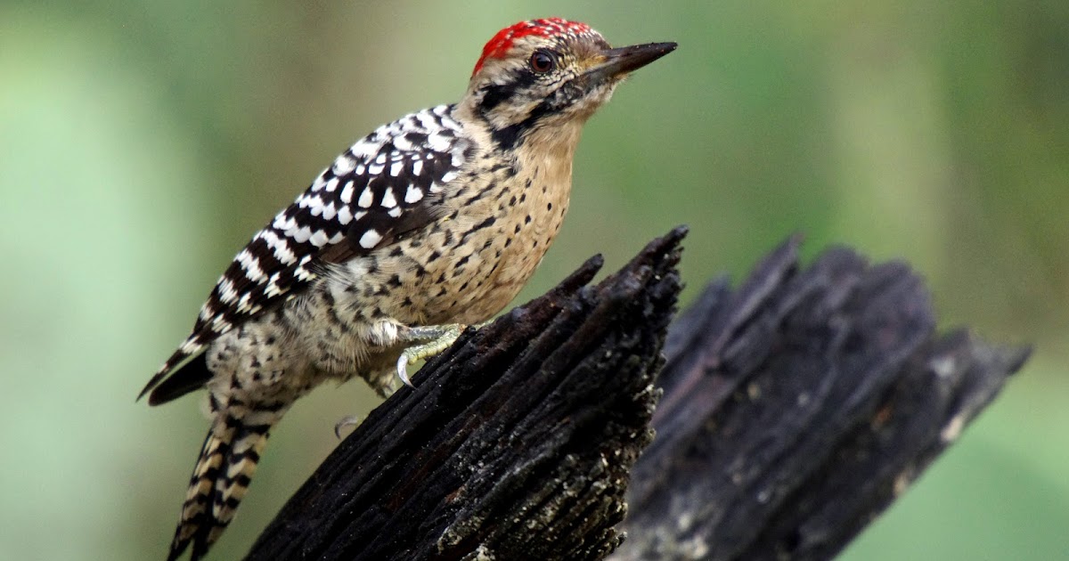 Hill Country Naturalist Ladderbacked Woodpecker