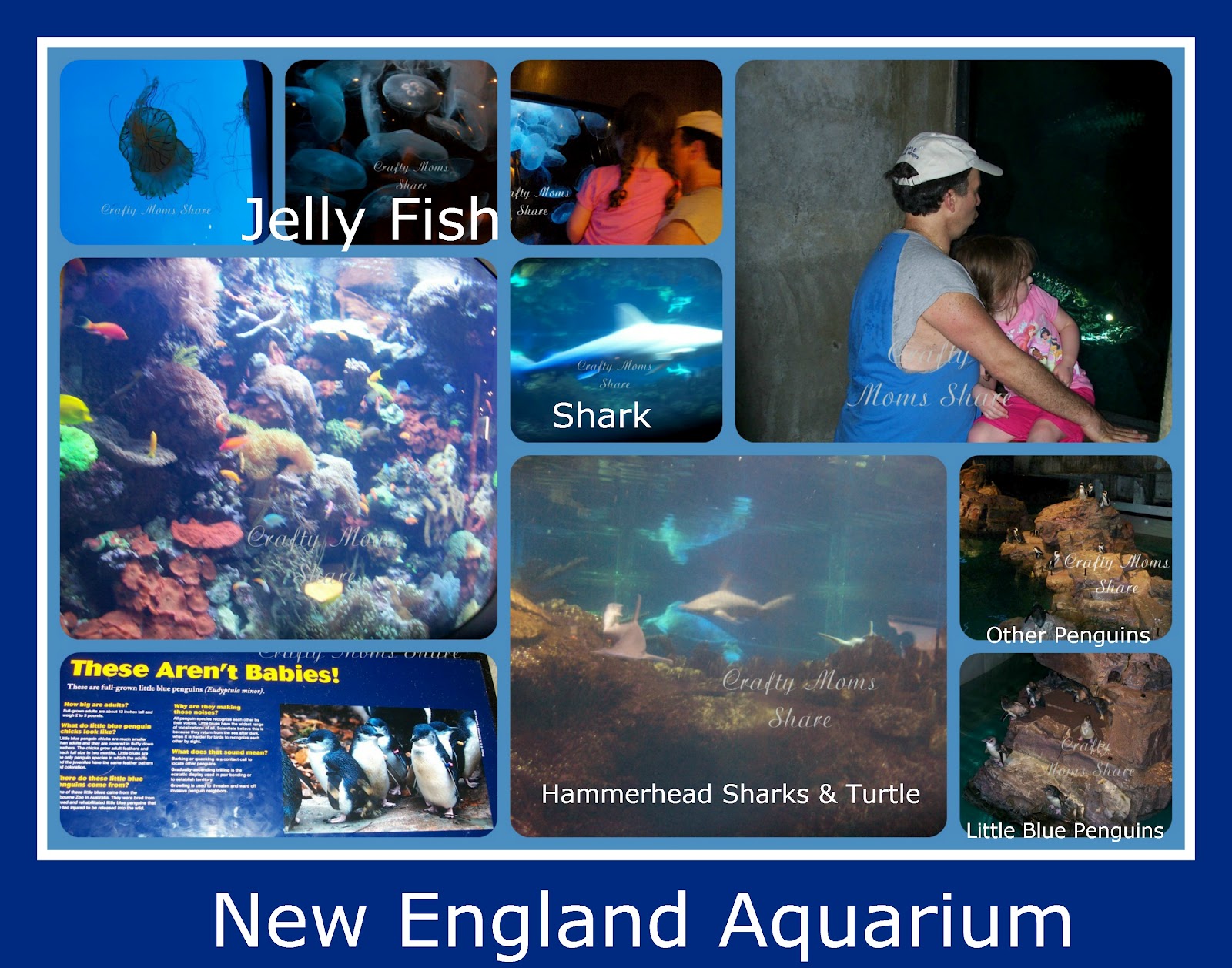 Boston Aquarium Hours